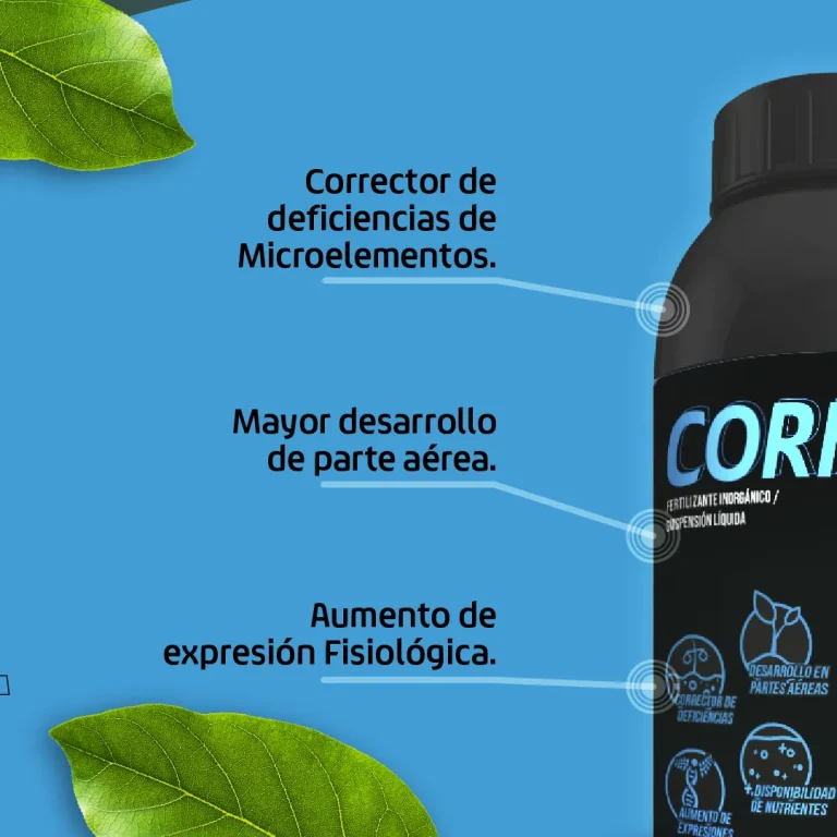 cornil_02